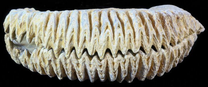Cretaceous Fossil Oyster (Rastellum) - Madagascar #49886